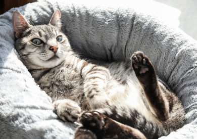 Proč kočky předou a jak porozumět zvukovým projevům?