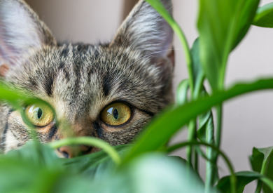 Šanta a její účinky na kočky