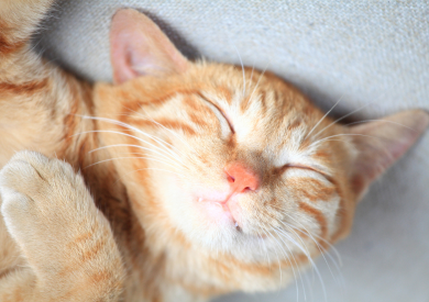 Kočky a mýty o nich