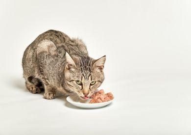 Kočky a maso: Jaké je pro ně výživově to nejlepší?