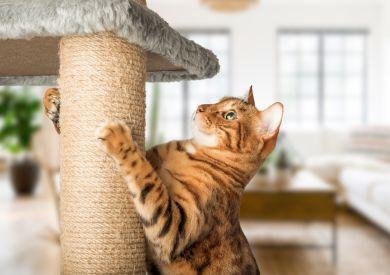 Jak vybrat škrabadlo pro kočku?
