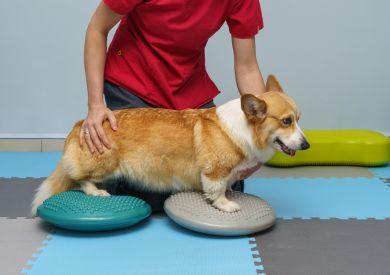 Rehabilitace pro psy: Typy a jejich přínosy