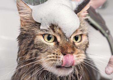 Můžu umýt kočku šamponem pro lidi?