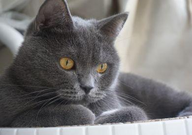 Britská modrá kočka: Aristokrat mezi kočkami