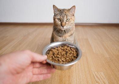 Jak na výpočet krmné dávky pro kočku