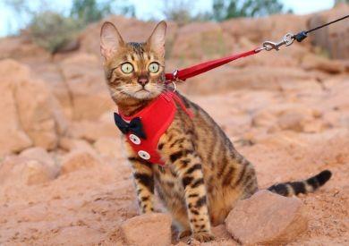 Obleček pro kočku: Pár tipů, které vás inspirují