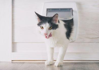 Na co si dát pozor, když chcete pořídit dvířka pro kočku?