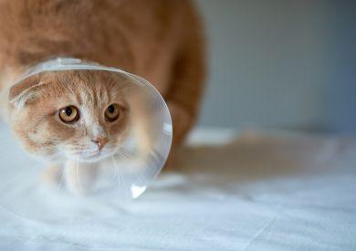 Kastrovat či nekastrovat kočku? Výhody a nevýhody kastrace