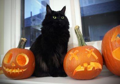 Mýty a pověry o kočkách: Černé kočky a jejich temná pověst