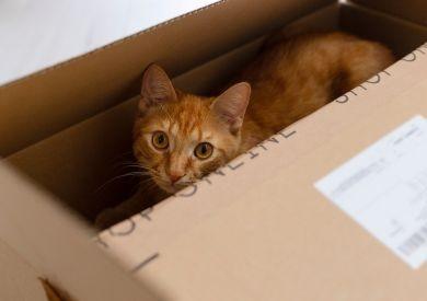 Proč kočky milují krabice?