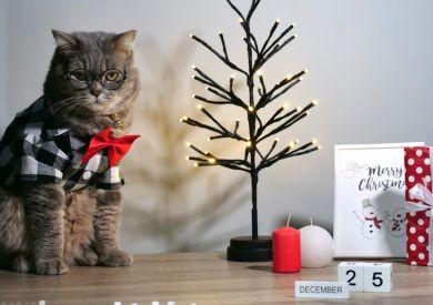 Tipy na dárky pro kočky: Udělejte radost svému kočičímu kamarádovi!