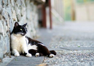 Péče o venkovní kočky v zimním období