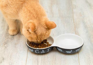 Jak na přechod na novou stravu – Tipy pro bezproblémový přechod z jednoho krmiva na druhé