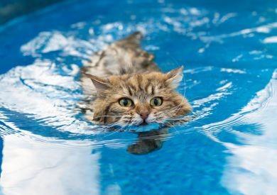 Kočky a jejich vztah k vodě: Proč některé kočky milují koupání a jiné ho nenávidí?