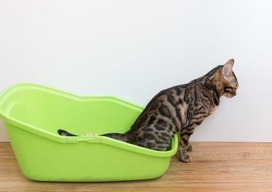 Jak spolehlivě naučit kočku na kočičí záchod a jaký typ záchodu zvolit?