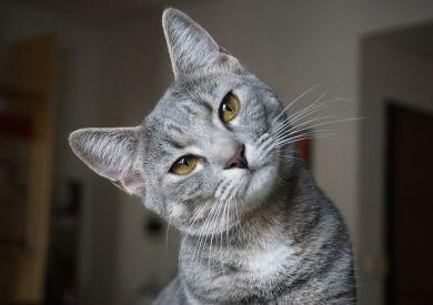 Co kočky nesmí jíst: Seznam nebezpečných potravin