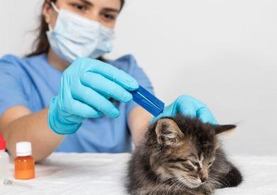 Kočky a antiparazitika: Jak ochránit mazlíčka před parazity na jaře