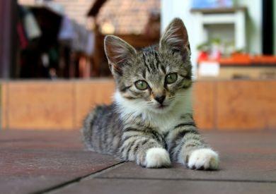 Jaro a koťata – Jak se starat o koťata venkovních koček?