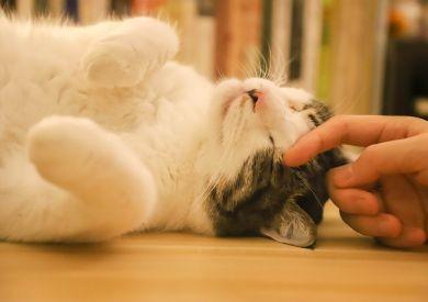 Mrouskání kočky: Jak vypadá a na co se připravit