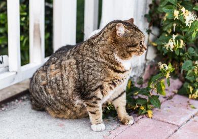 Kočičí diety: Jaké jsou nejčastější diety pro kočky a kdy by je měly začít užívat?