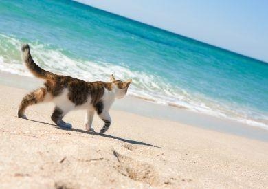 Jak připravit kočku na horké letní dny: Domácí versus venkovní kočky