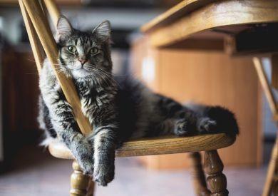 Jak připravit kočku na hlídání, když jedete na dovolenou?