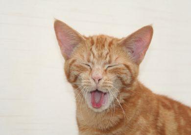 Mýty o kočičí stravě: Jaké jsou ty nejčastější a proč jim nevěřit?