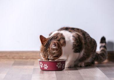 Prémiové kočičí granule pro zdraví, vitalitu a skvělou chuť? Ibero natural!