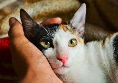 Zákony na ochranu koček po světě – kde mají kočky speciální práva?