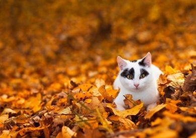Podzimní prevence pro zdraví koček