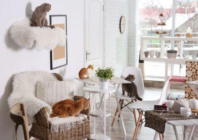 Kočičí kavárny – trend, který začal v Asii a rozšířil se po celém světě?