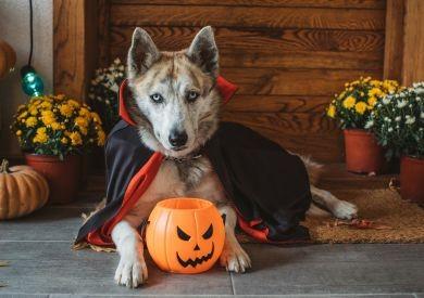 Psi a Halloween: Jakou symboliku mají psi o svátku duchů?