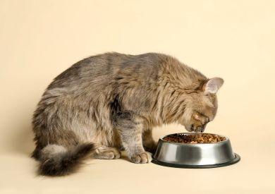 Jak se liší krmení koček v Evropě, Asii a Americe?