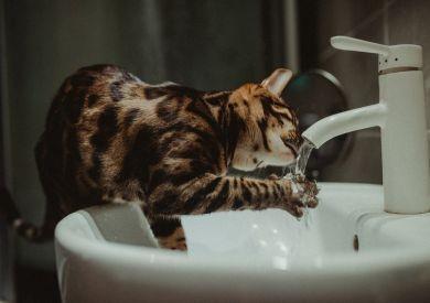 Proč kočky často pijí z kohoutku nebo záchodové mísy místo z misky?