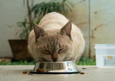 Proč kočky preferují častější malé porce místo jedné velké?