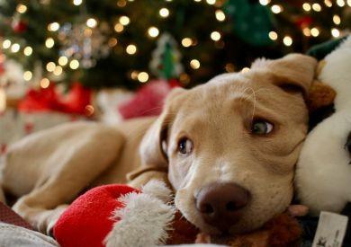 Vánoční inspirace pro vaše chlupaté parťáky: co jim nadělit pod stromeček?