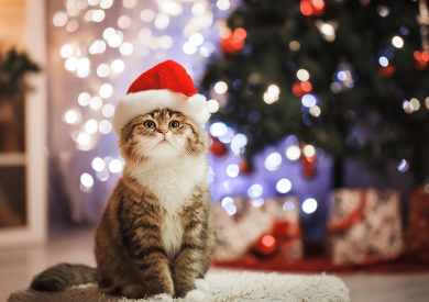 Vánoční inspirace