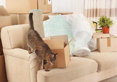 Přemístění kočky do nového domova: Co dělat a čemu se vyhnout