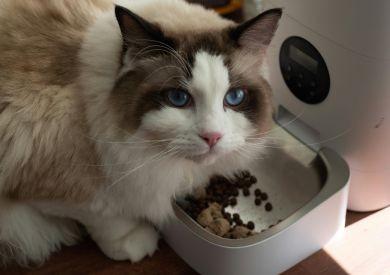 Potravinové alergie u koček: Jak je poznat a co s nimi dělat