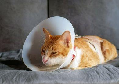 První pomoc u kočky: jak zvládnout krizové situace krok za krokem