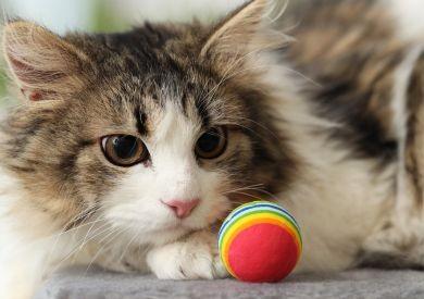 Kočičí zoomies: Proč Vaše kočka najednou šílí a běhá po bytě