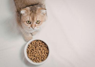 Jak správně číst složení krmiva pro kočky a vybrat opravdu kvalitní