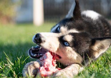 Jak správně číst složení krmiva pro psy a vybrat to správné