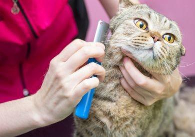 Jarní línání u koček: Jak podpořit zdravou srst a omezit trávicí potíže