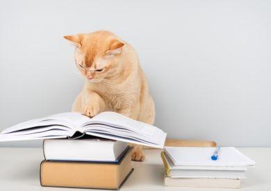 Kočičí inteligence: Jsou opravdu samostatné, nebo jen jinak přemýšlí?