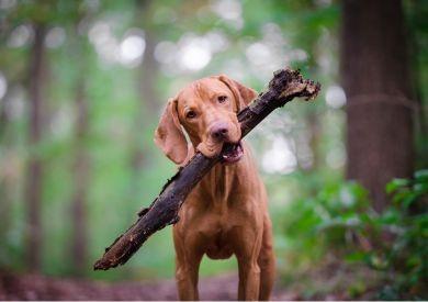 Nejčastější výchovné chyby majitelů psů