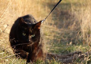 Kočky na vodítku: nový trend ve venčení koček a společných výletech