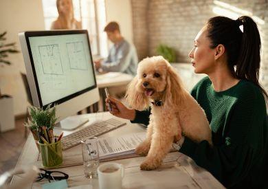 Jak zvládnout psa v práci a vytvořit dog-friendly prostředí