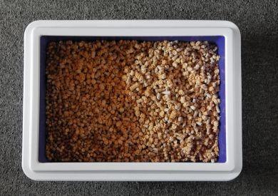 Jak naučit kočku na toaletu