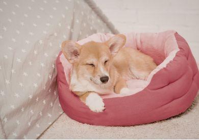 Jak vybrat pelíšek pro psa, aby ho skutečně používal